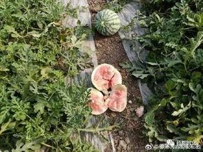 组团吃瓜,组团吃瓜,共享清凉时光