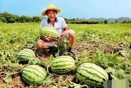 开端瓜农片段吃瓜,瓜农的甜蜜生活,吃瓜乐趣无限
