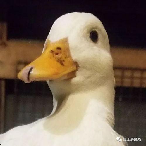 瓜哥吃瓜不补全鸭鸭,鸭鸭补全,揭秘娱乐圈幕后故事
