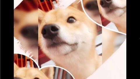 柴犬可以吃哈密瓜么,哈密瓜,是宠物的美味佳肴吗?