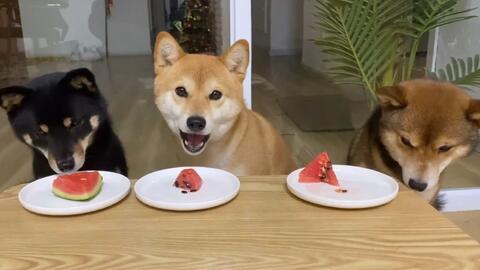 吃瓜柴犬窗帘,揭秘宠物与家居的奇妙融合