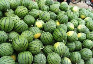 瓜农急寻找吃瓜,共享夏日甜蜜盛宴