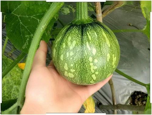 土瓜熟吃功效,养生保健的天然良药