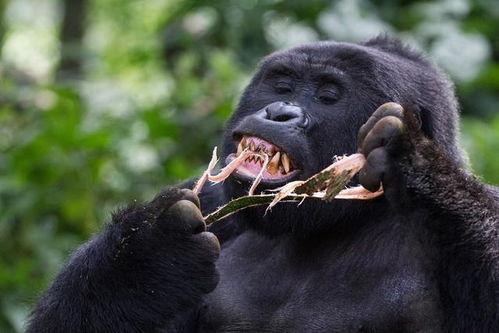 大猩猩吃瓜,瓜果飘香中的生态趣闻